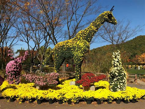 Daegu Arboretum – Oasis of Tranquility Amidst Urban Bustle!